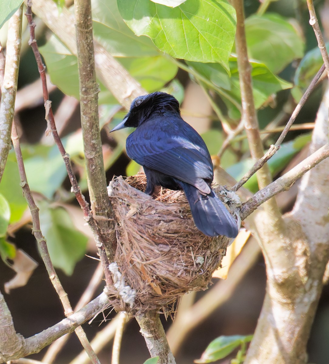 Shining Flycatcher - ML646077040