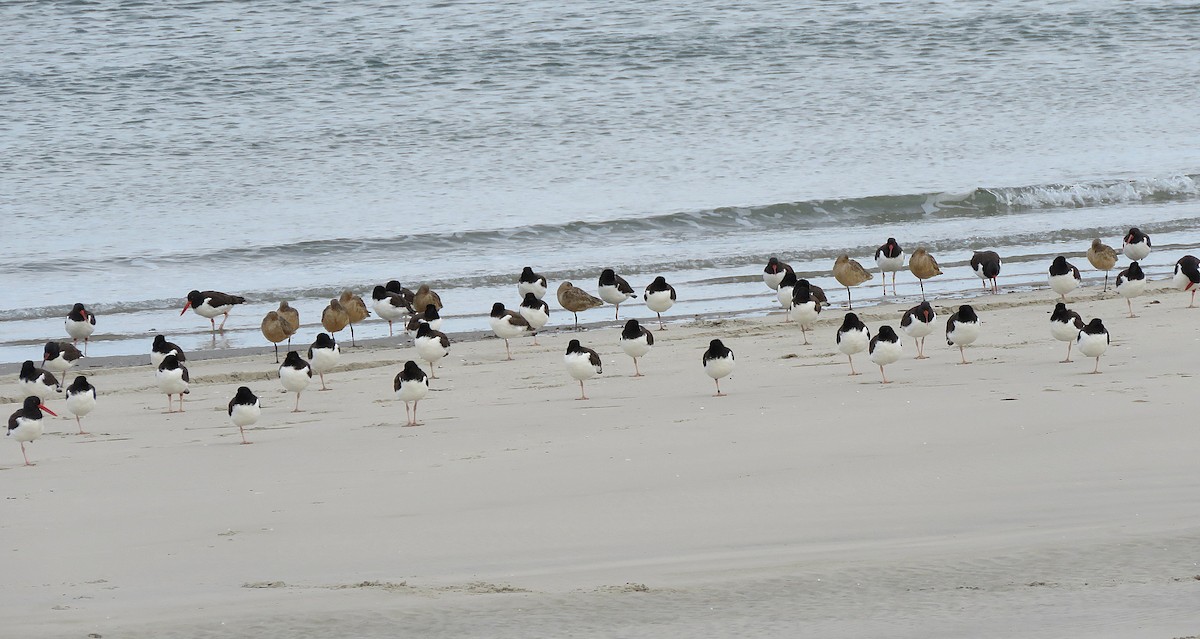 Marbled Godwit - ML646077046