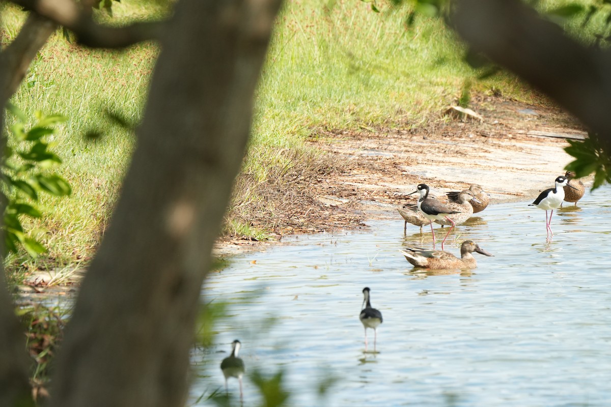 Широконіска північна - ML646077057