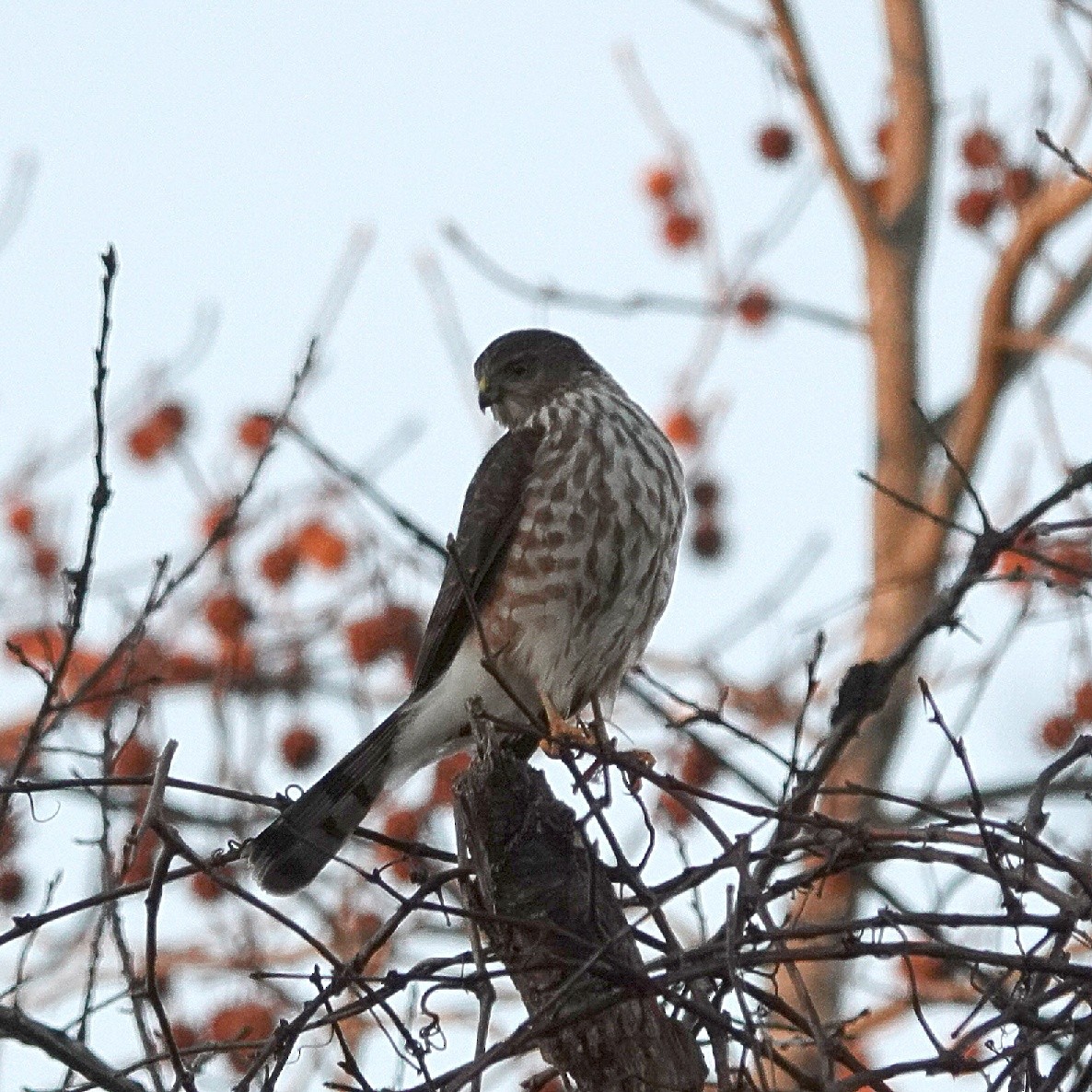 Sharp-shinned Hawk - ML646077058