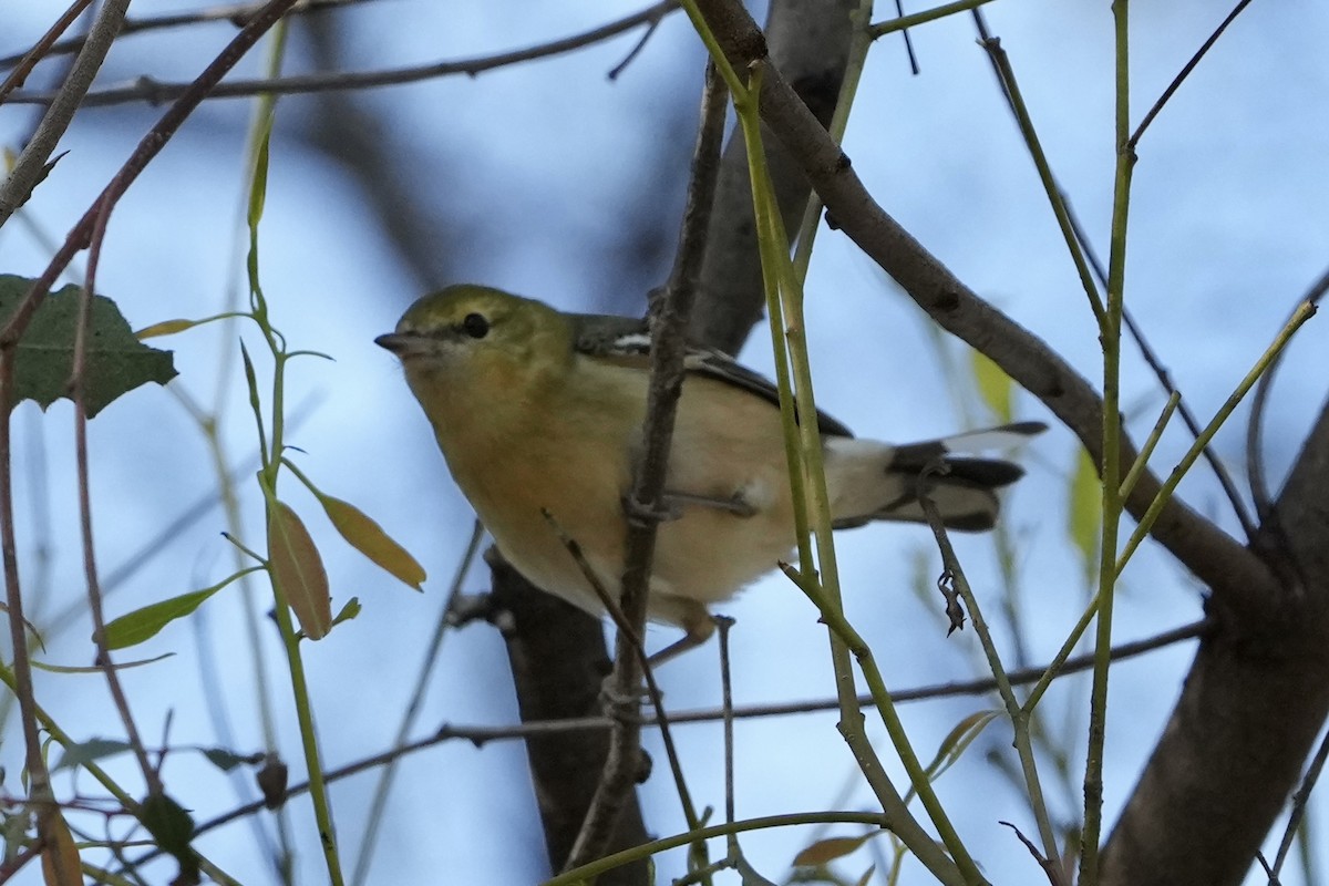 Bay-breasted Warbler - ML646077063