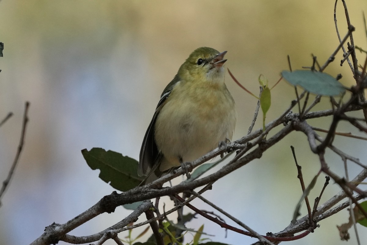 Bay-breasted Warbler - ML646077065