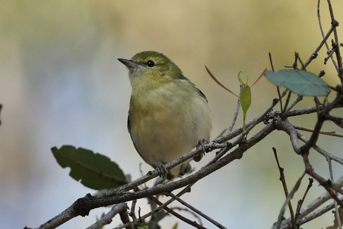 Bay-breasted Warbler - ML646077067