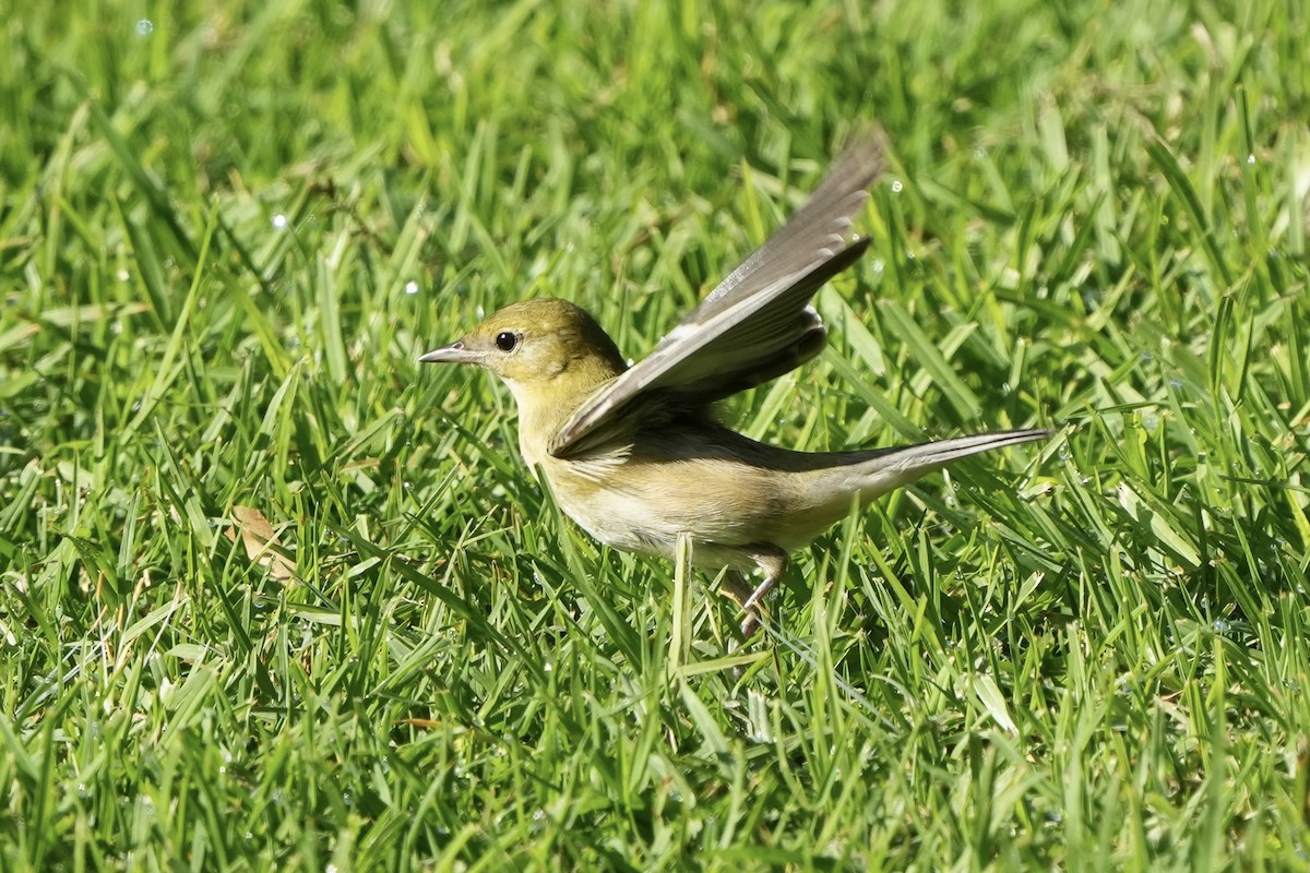 Bay-breasted Warbler - ML646077070