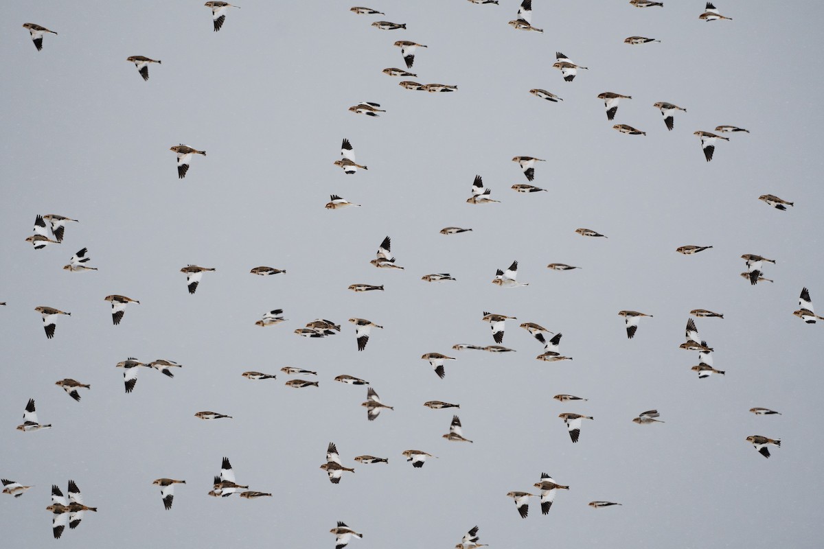Snow Bunting - ML646077073
