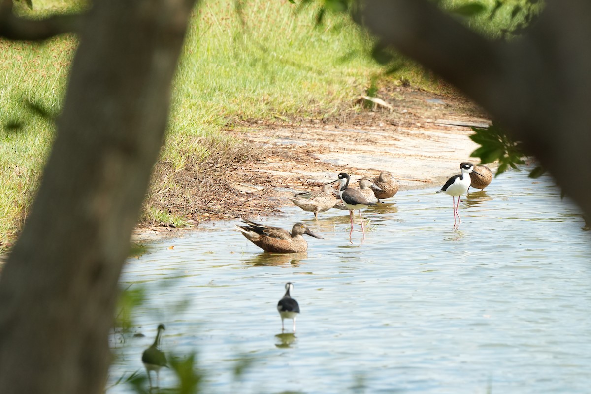 Широконіска північна - ML646077076