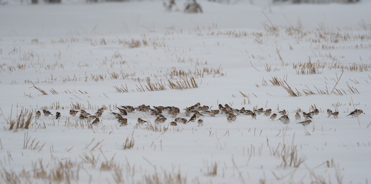 Snow Bunting - ML646077077