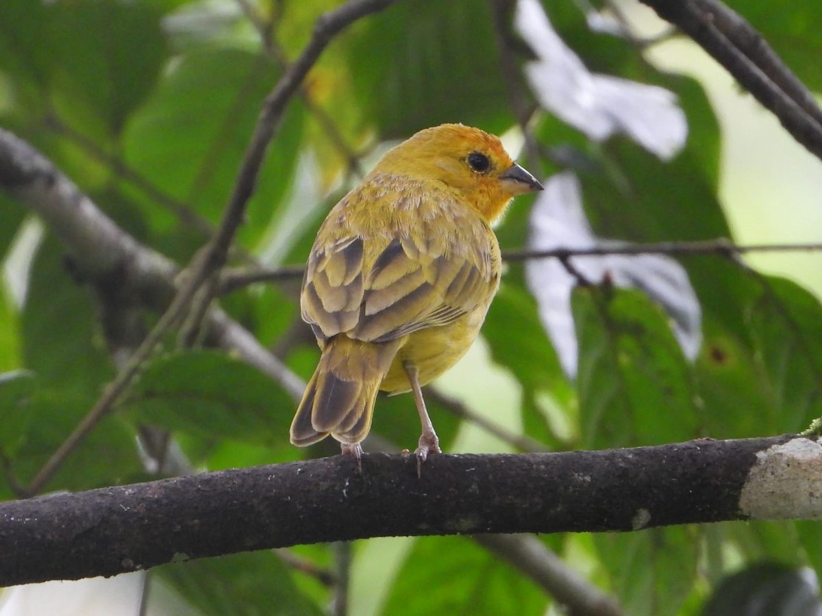 橙黃雀鵐 - ML646077079