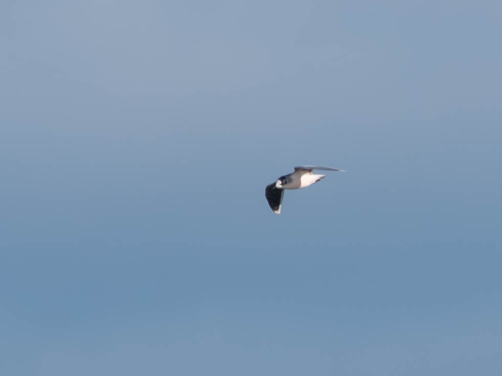 Little Gull - ML646077082
