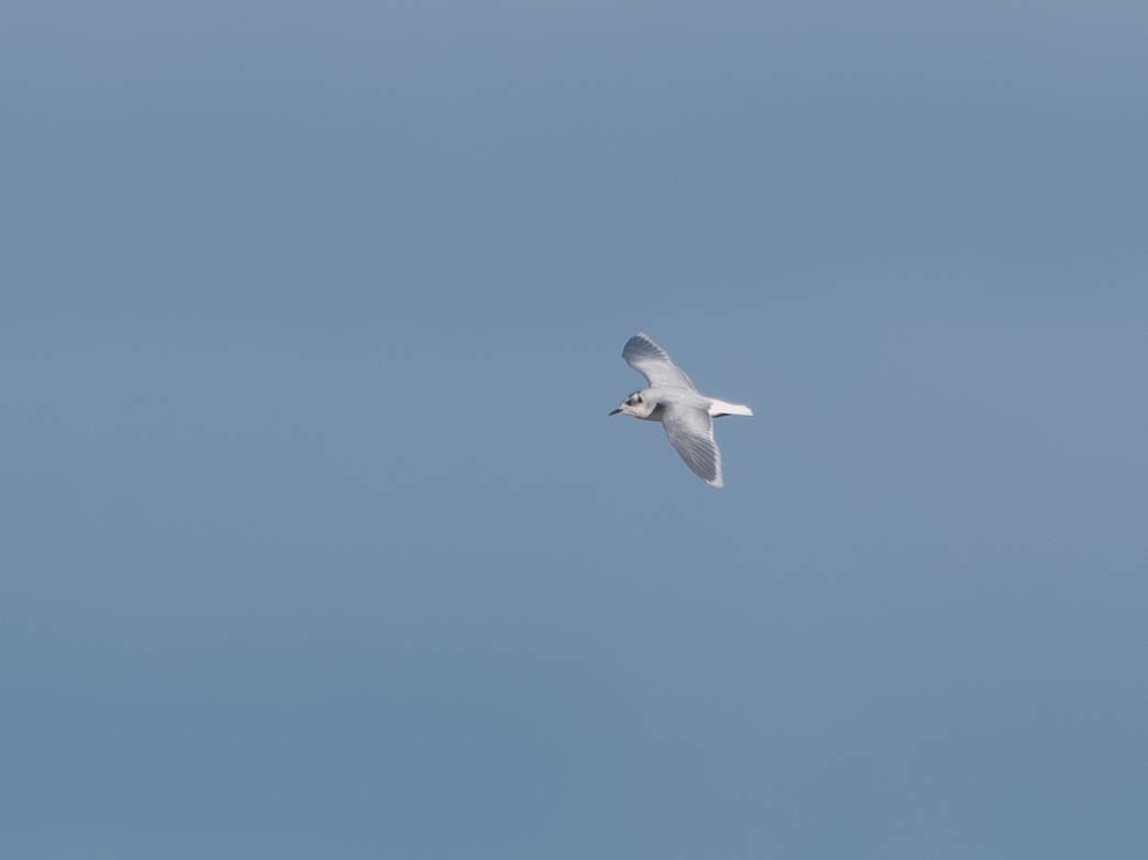 Little Gull - ML646077083