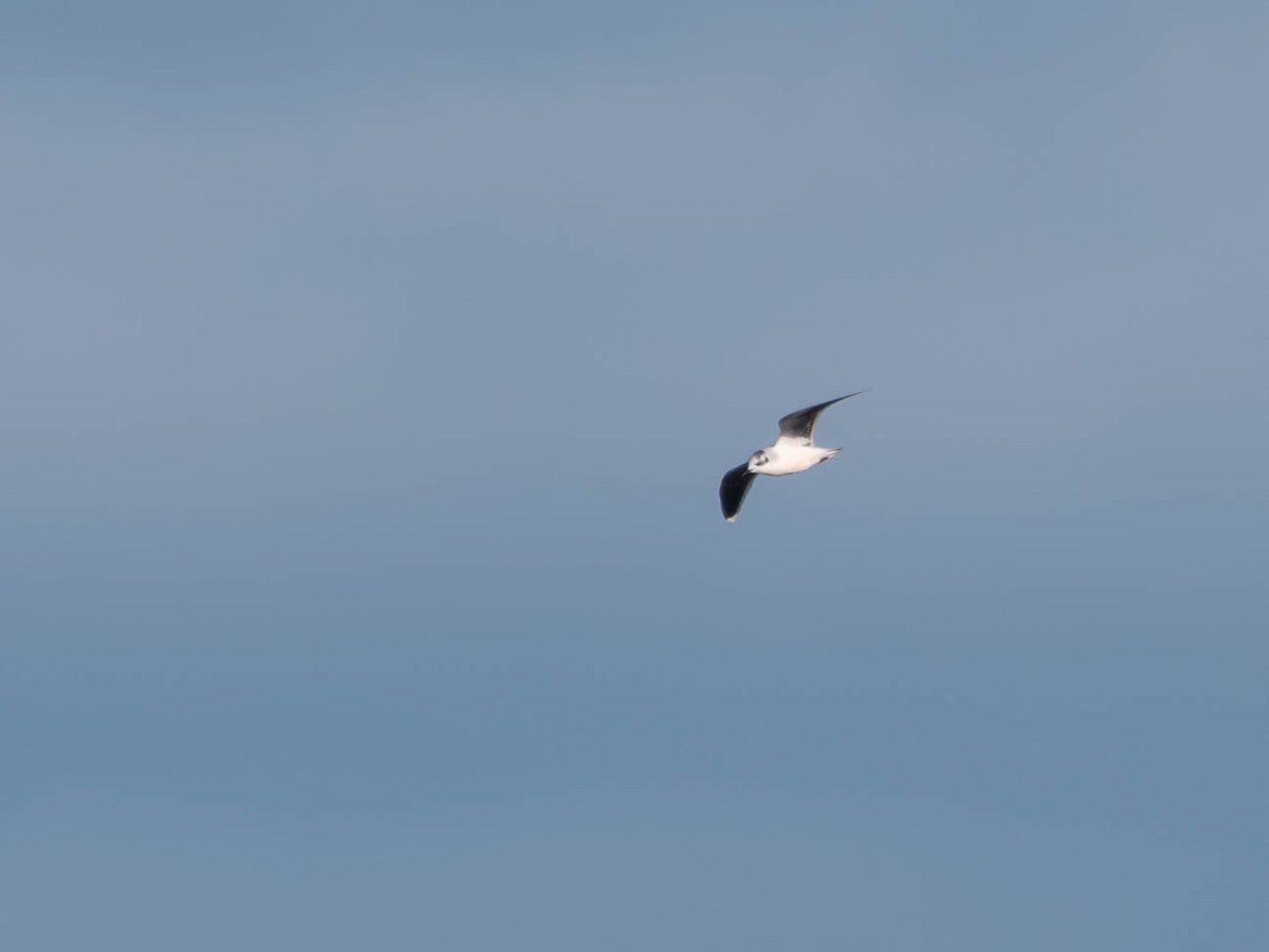 Little Gull - ML646077084