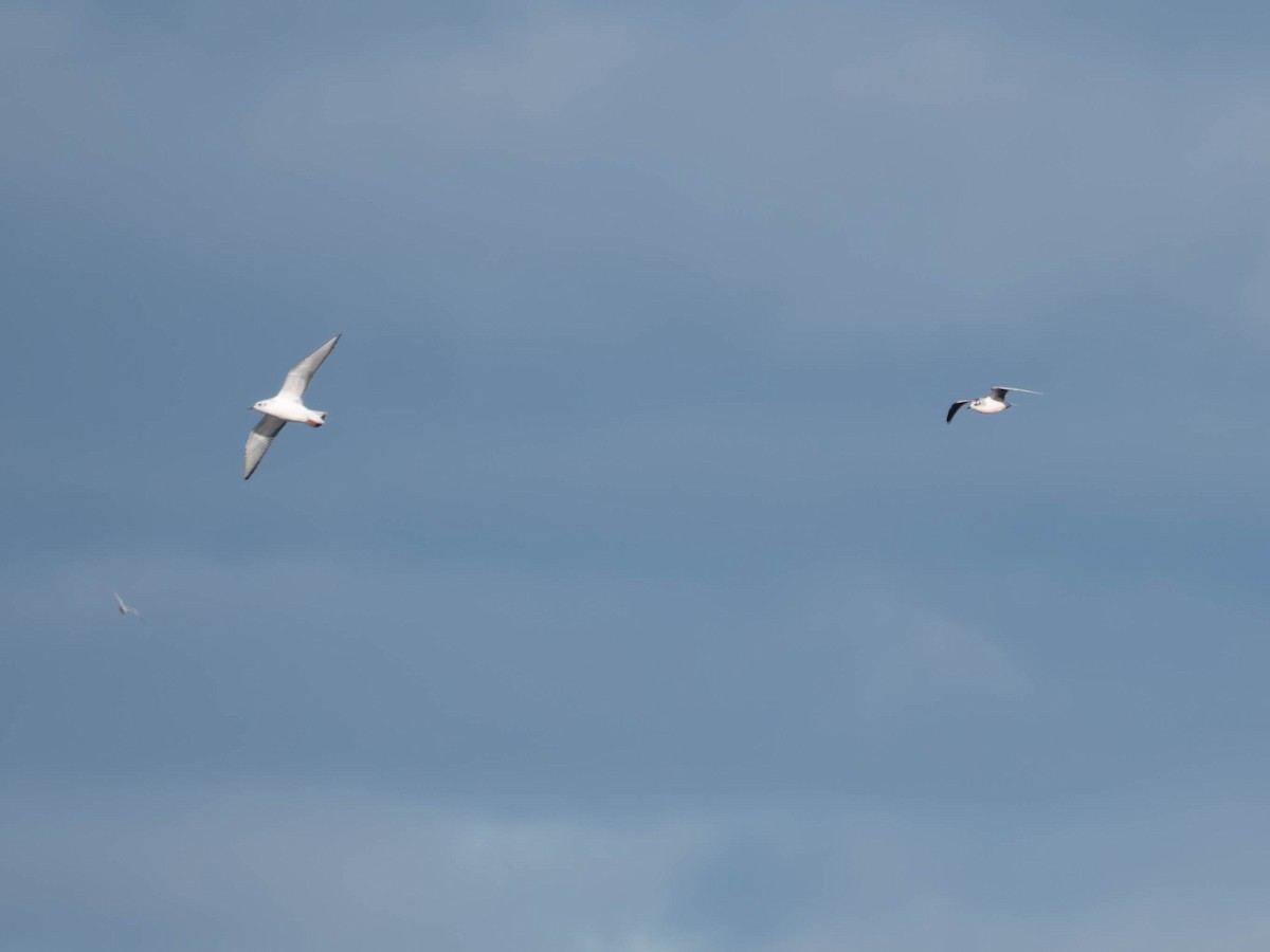 Little Gull - ML646077085