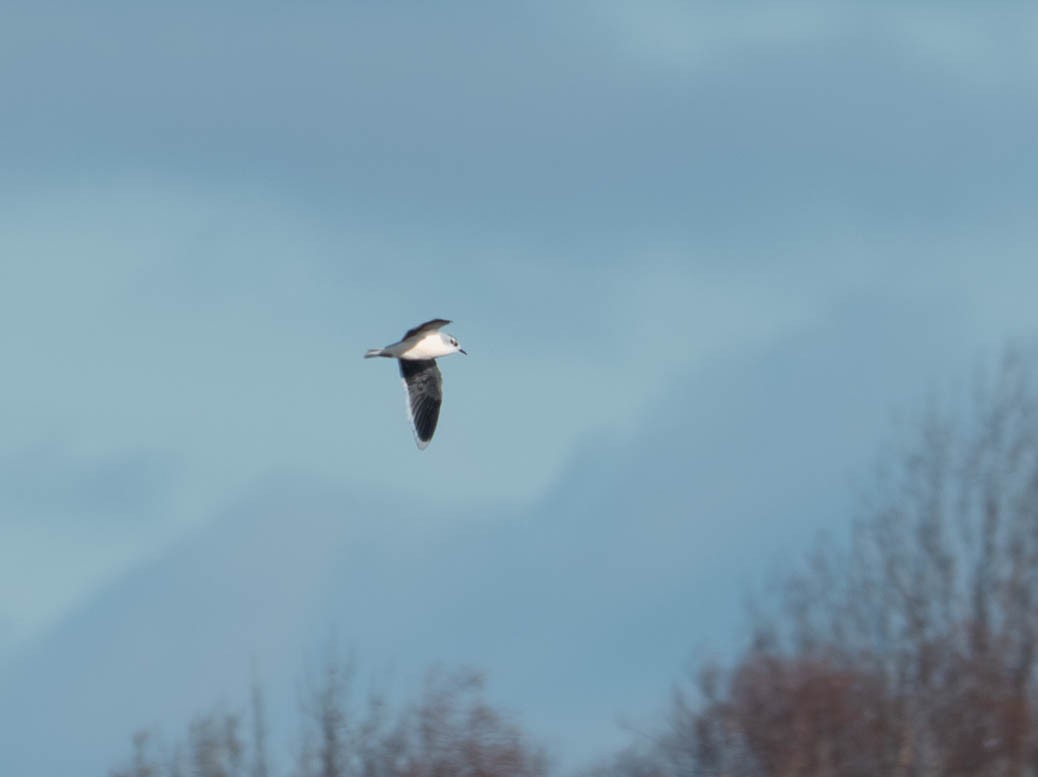 Little Gull - ML646077086