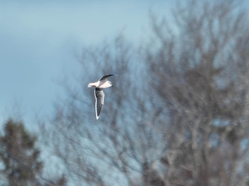Little Gull - ML646077087