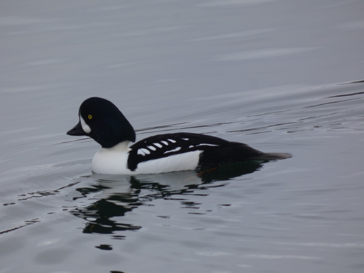 hohol islandský - ML646077104