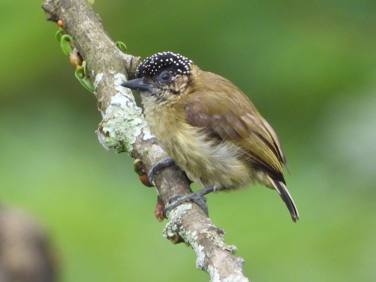 Olivaceous Piculet - ML646077106