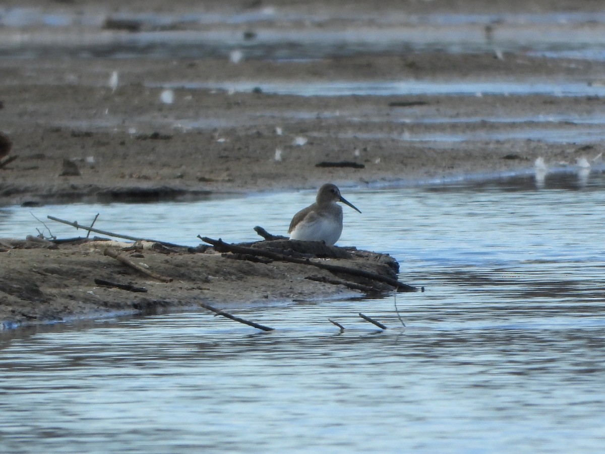 黑腹濱鷸 - ML646077121
