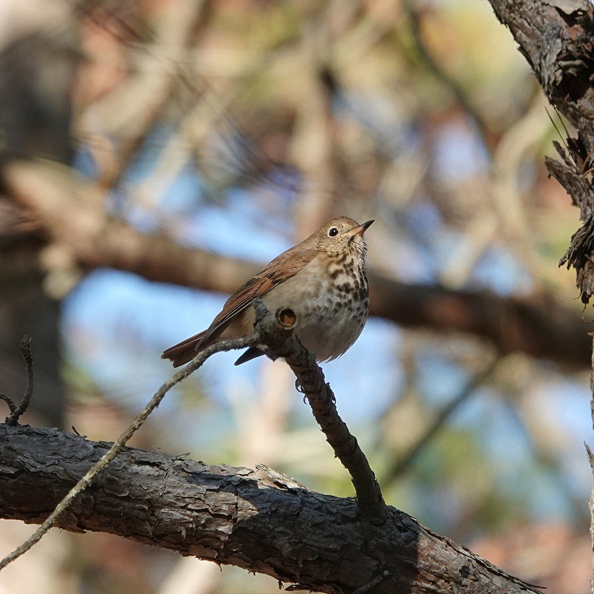 Hermit Thrush - ML646077132