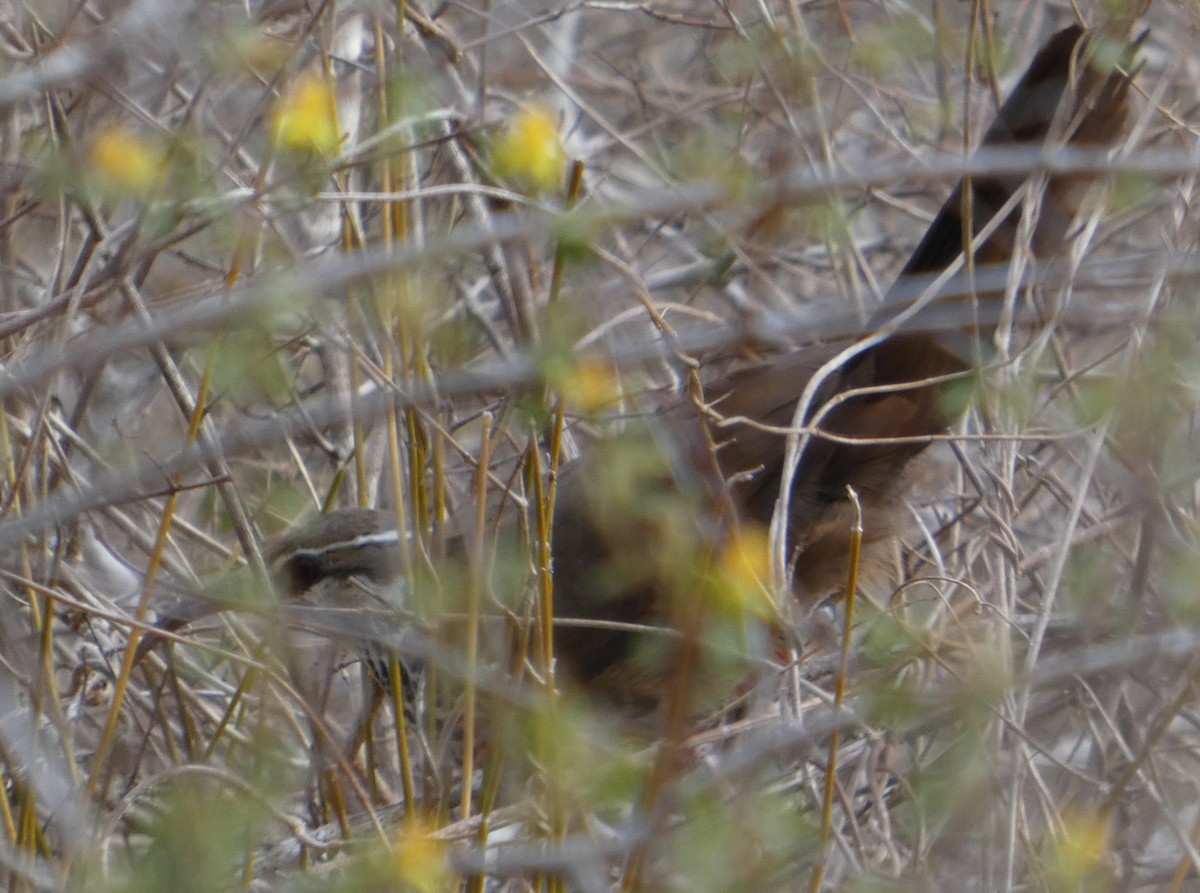 Subdesert Mesite - ML646077133