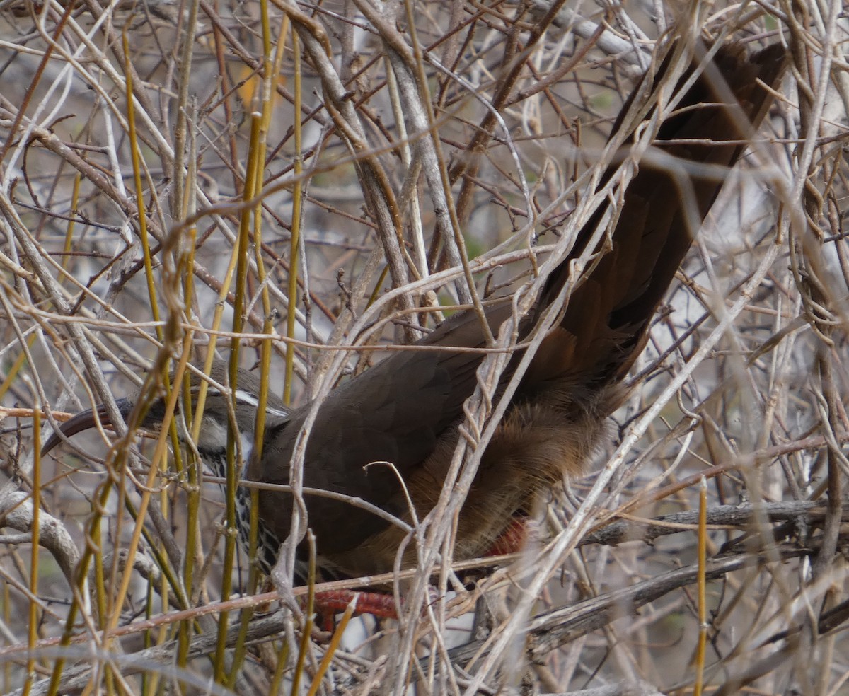 Subdesert Mesite - ML646077134