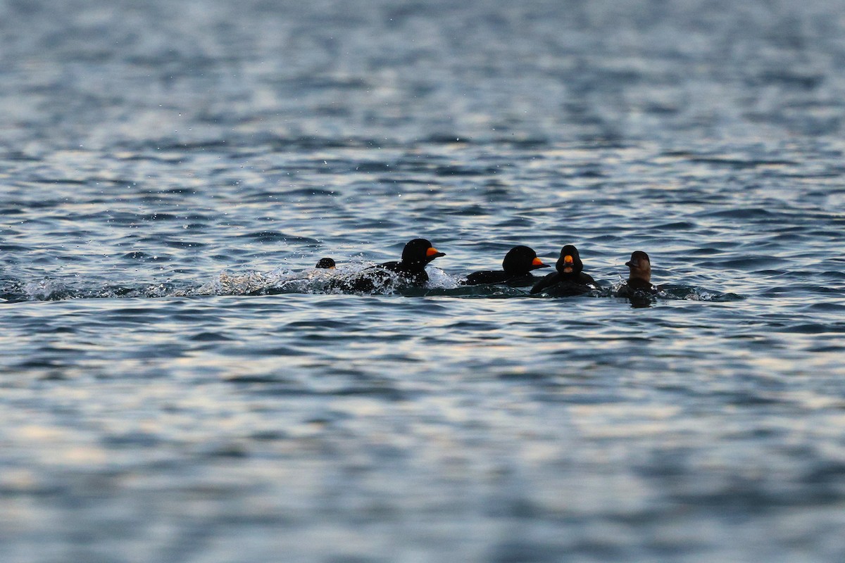 turpan žlutozobý - ML646077145