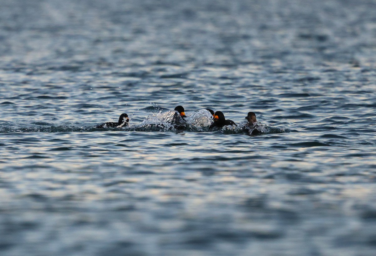 turpan žlutozobý - ML646077146