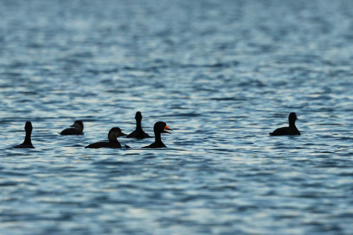 turpan žlutozobý - ML646077147