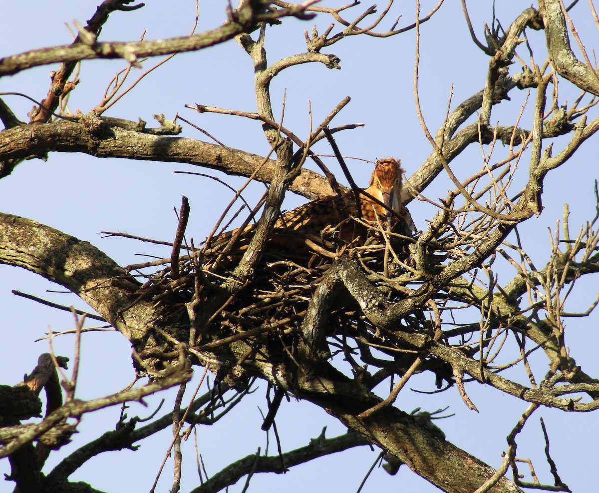 Rufescent Tiger-Heron - ML646077148