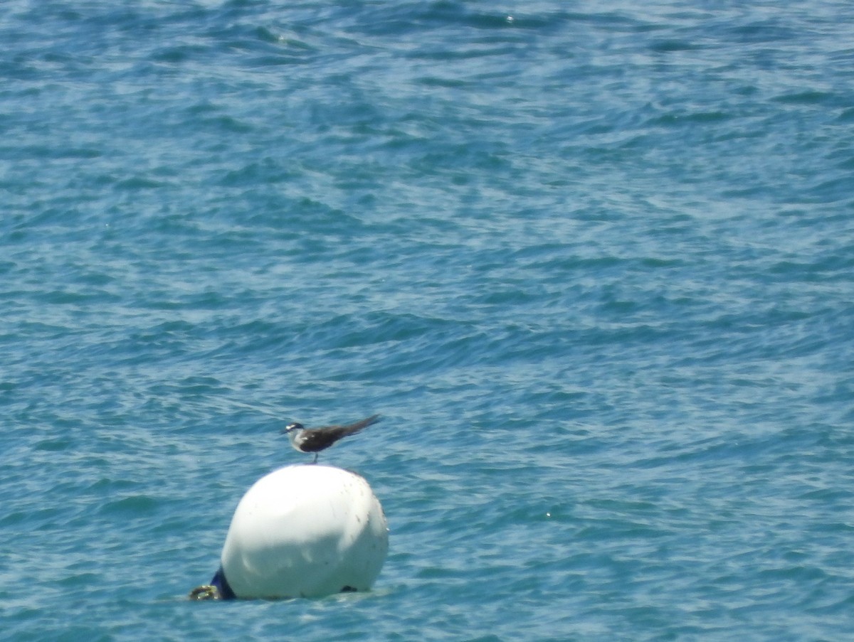 Sterne bridée - ML646077153