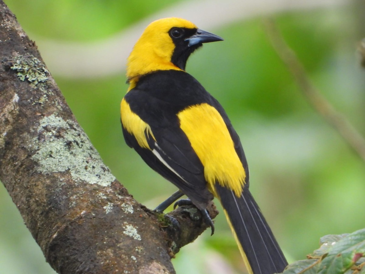 Yellow-tailed Oriole - ML646077156