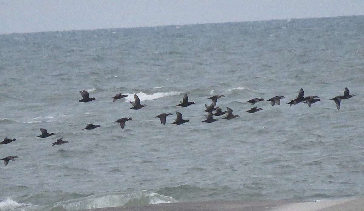 turpan žlutozobý - ML646077167