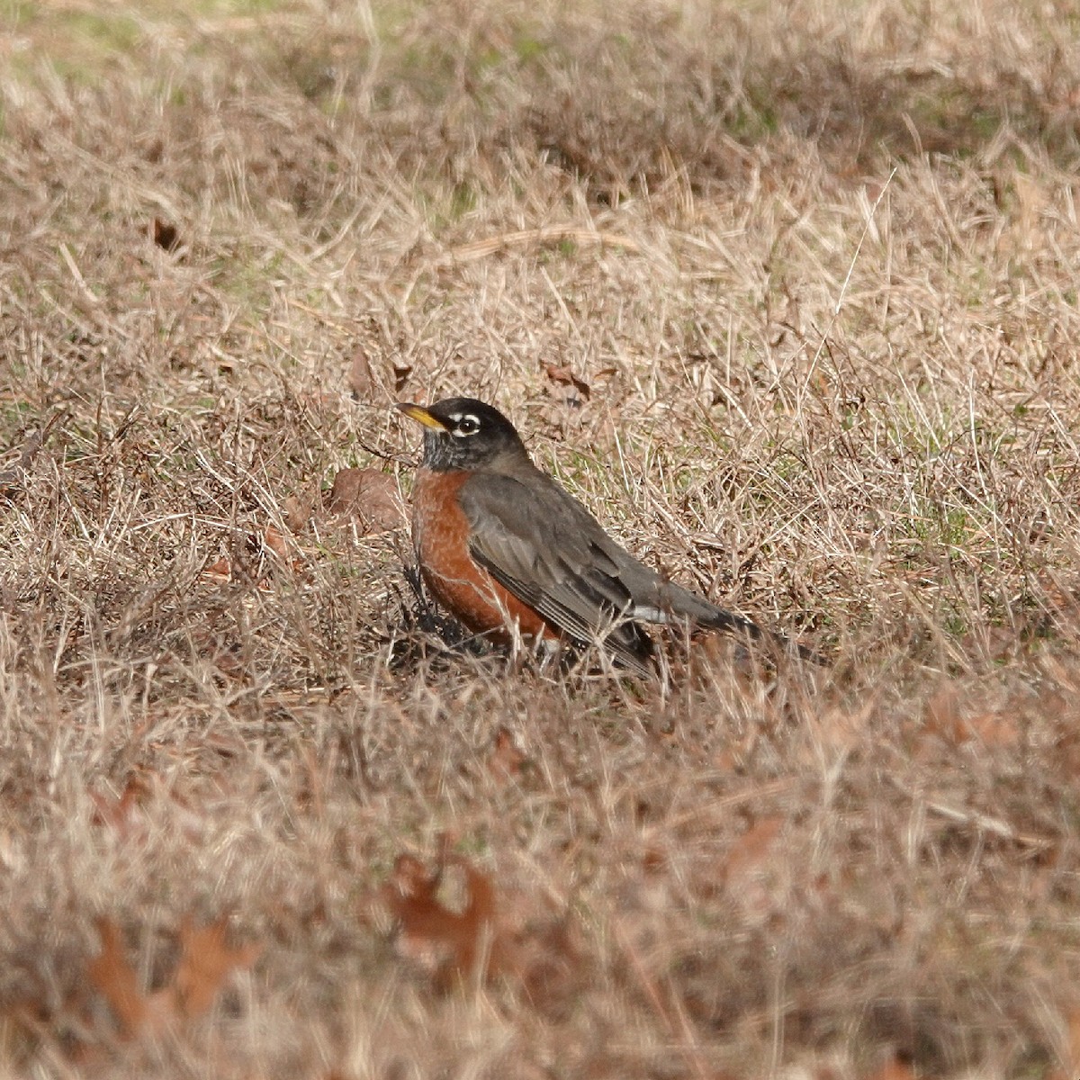 American Robin - ML646077172