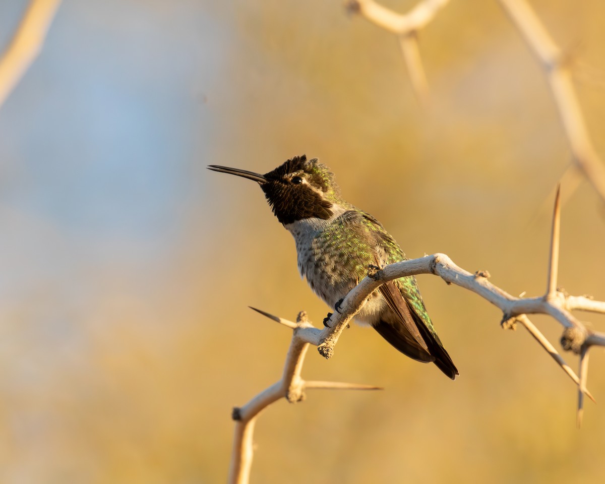 Anna's Hummingbird - ML646077173