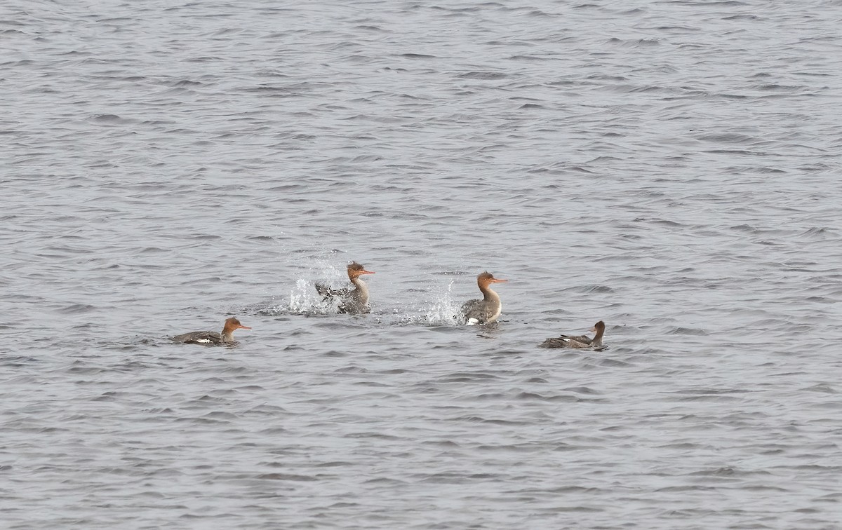 Red-breasted Merganser - ML646077178