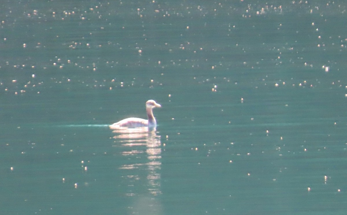 Somormujo Cuellirrojo - ML646077181