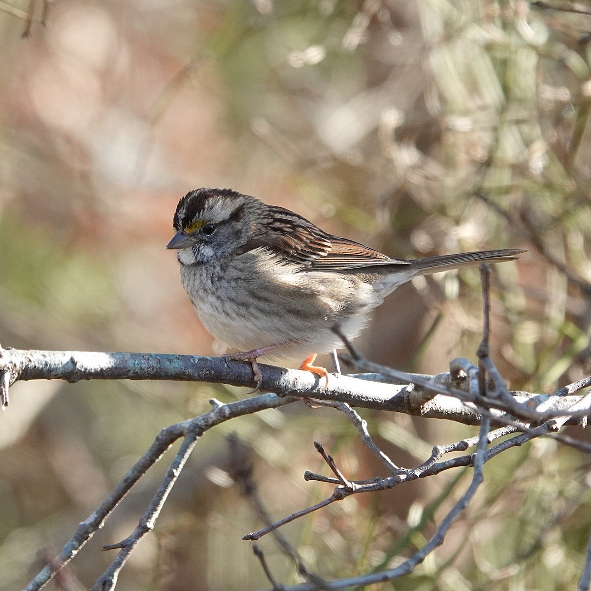 White-throated Sparrow - ML646077184