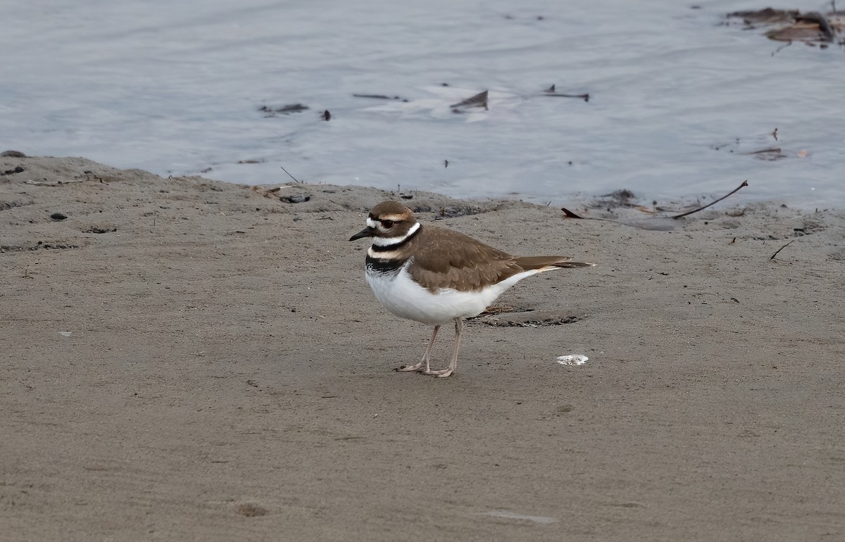 Killdeer - ML646077192