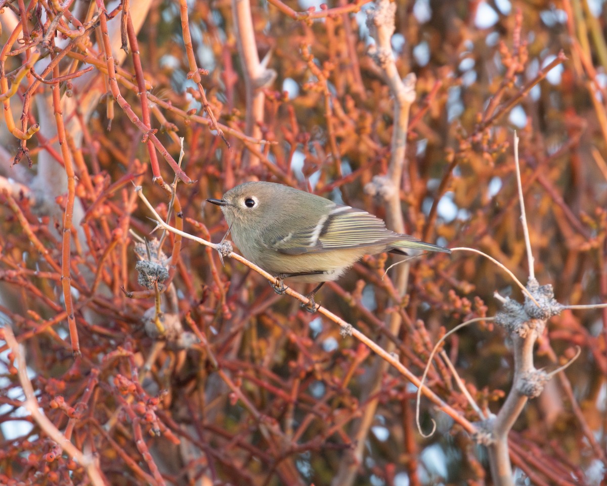 Ruby-crowned Kinglet - ML646077201