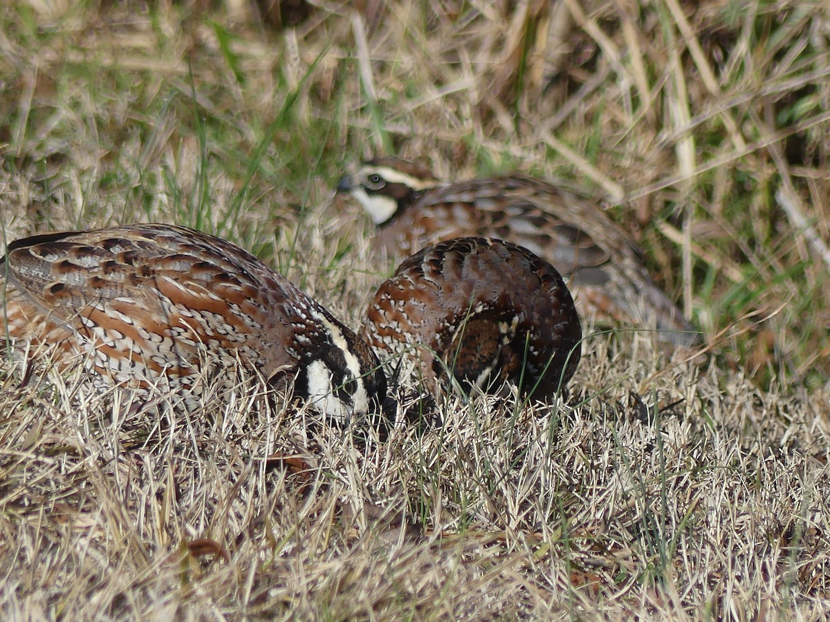 Northern Bobwhite - ML646077202