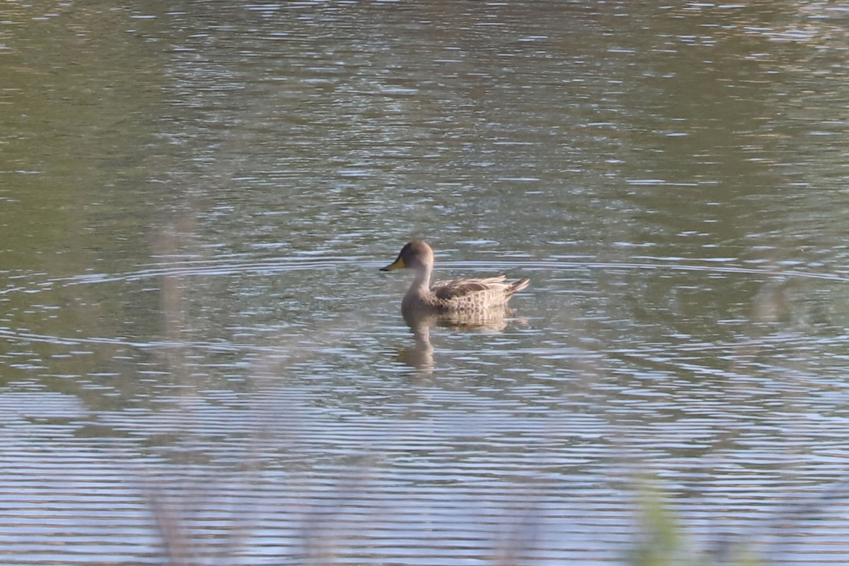 Шилохвіст жовтодзьобий - ML646077207