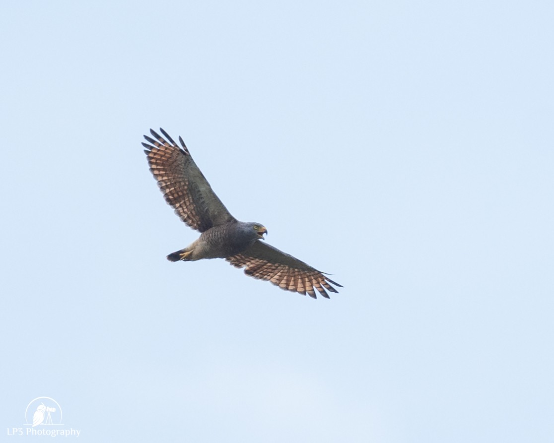 Roadside Hawk - ML646077208