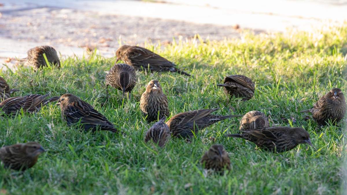 Red-winged Blackbird - ML646077210