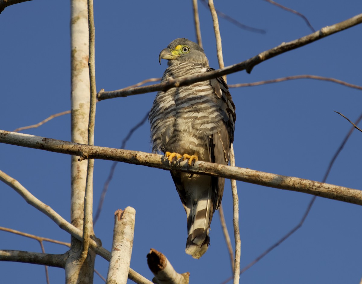 Hook-billed Kite - ML646077214