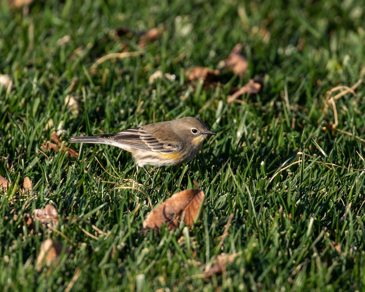 Yellow-rumped Warbler - ML646077215