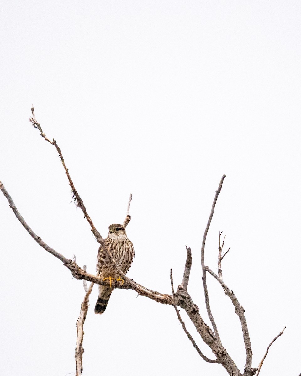 Merlin - ML646077216