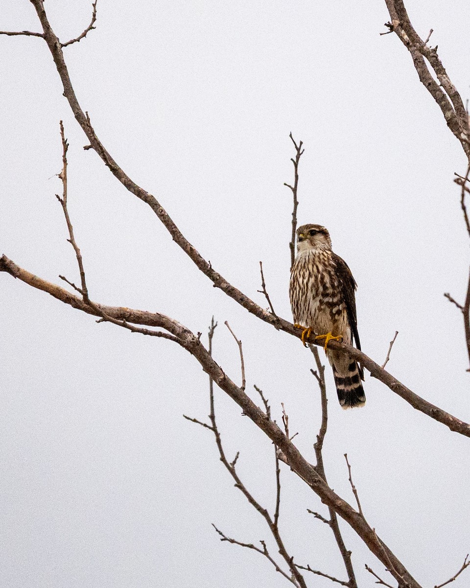 Merlin - ML646077218