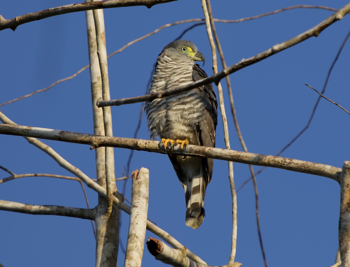 Hook-billed Kite - ML646077219