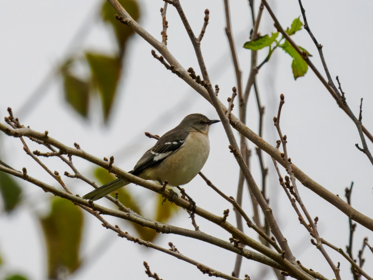 Northern Mockingbird - ML646077223