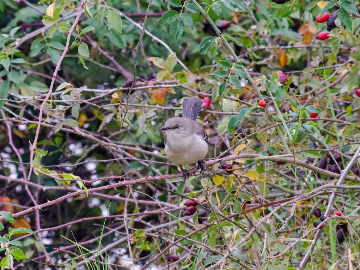 Northern Mockingbird - ML646077224