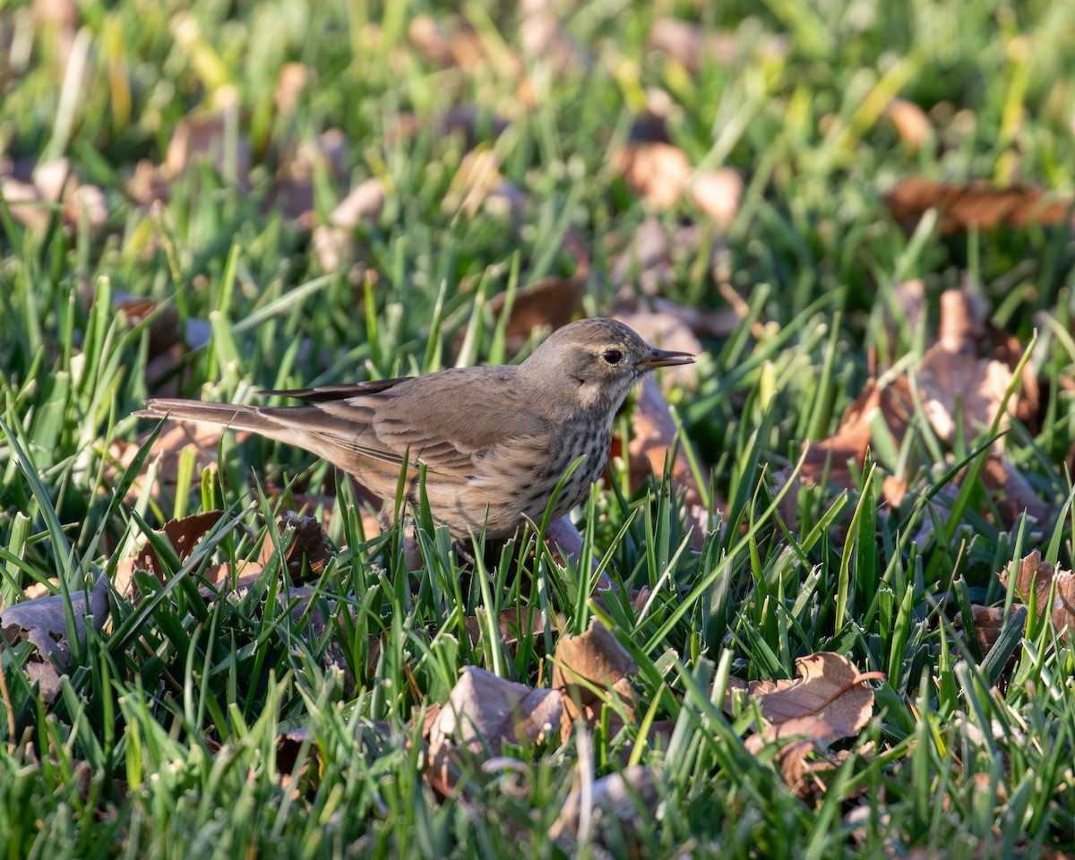 American Pipit - ML646077225